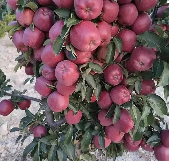 فروش انواع نهال میوه به قیمت عمده در نهالستان ما|خدمات باغبانی و درختکاری|اردبیل, |دیوار