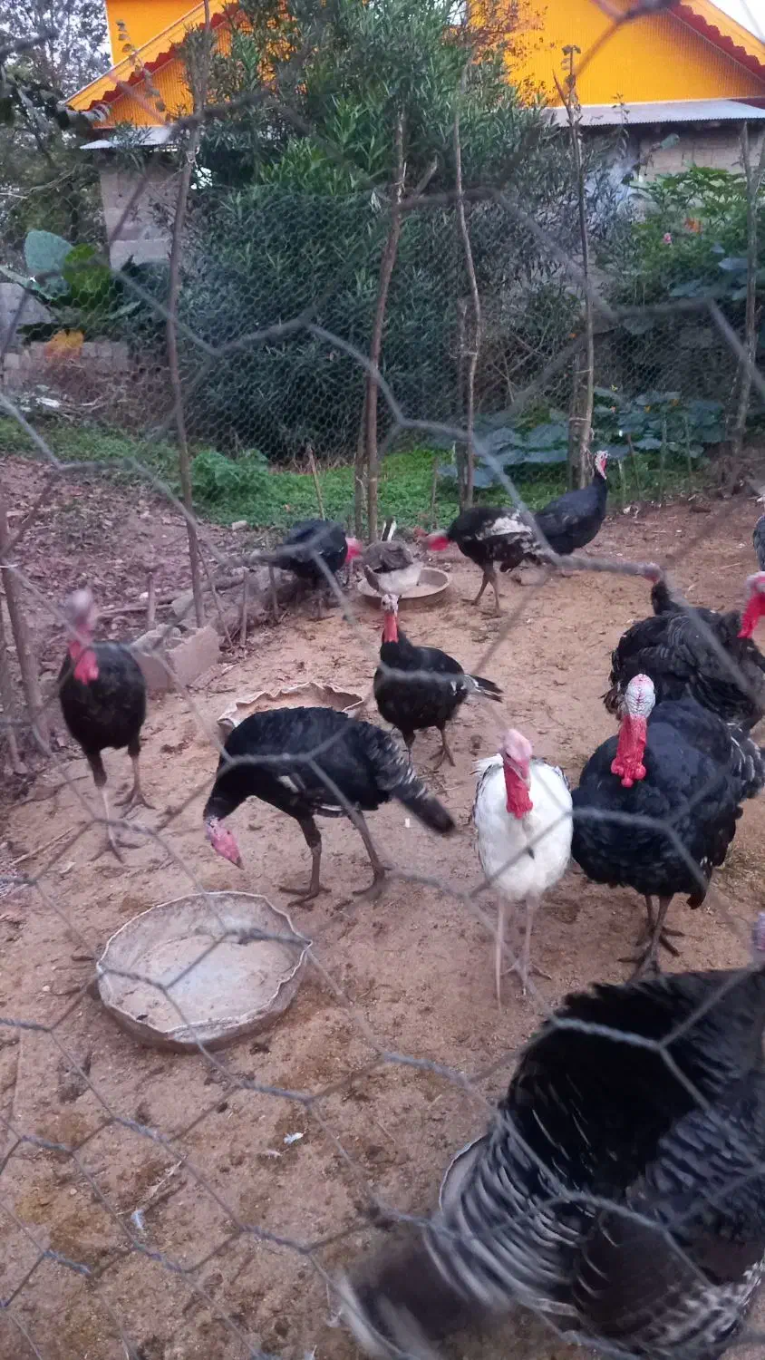 بوقلمون جوان امساله|حیوانات مزرعه|سنگر, |دیوار