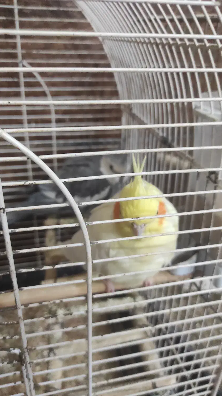 عروس هلندی|پرنده|بجنورد, |دیوار