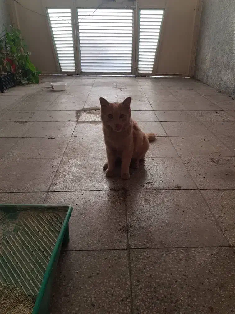 واگذاری گربه نژاد دار لوس و خانگی|گربه|بروجرد, |دیوار