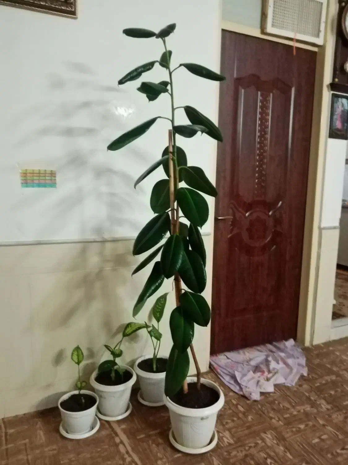 گل فیلتوس|گل و گیاه طبیعی|نیشابور, مازول|دیوار