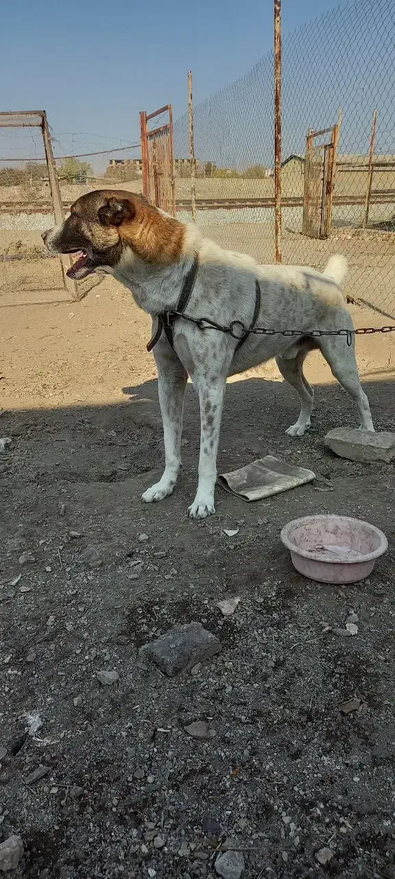 دزدیده شده|حیوانات|زنجان, |دیوار