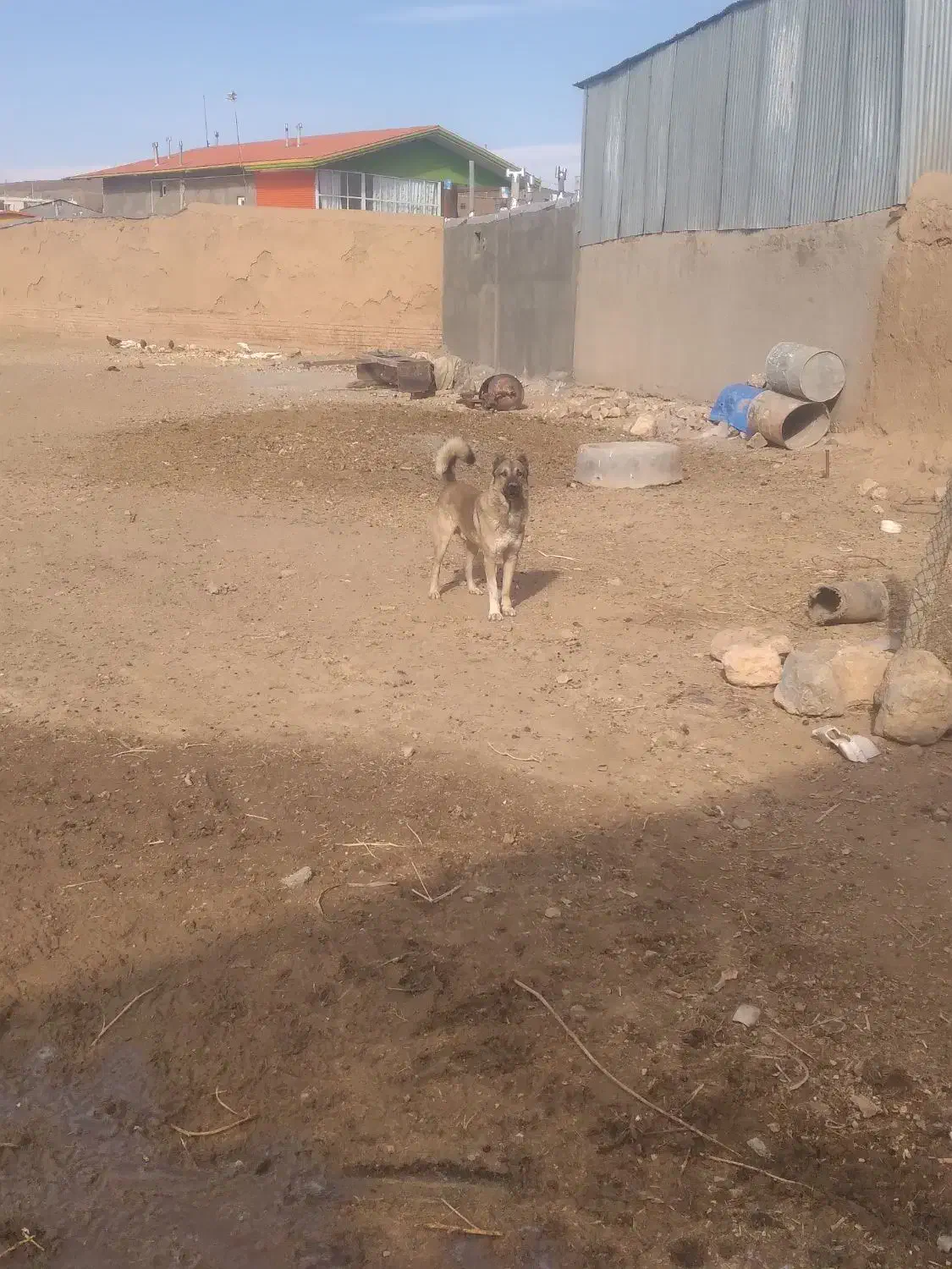 سگ نگهبان|سگ|آوج, |دیوار