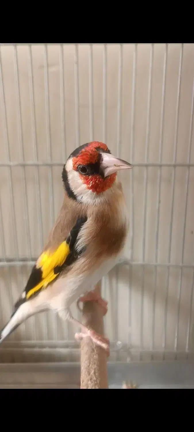 سهره گل بلند دوبر قفل|پرنده|شیراز, تندگویان|دیوار