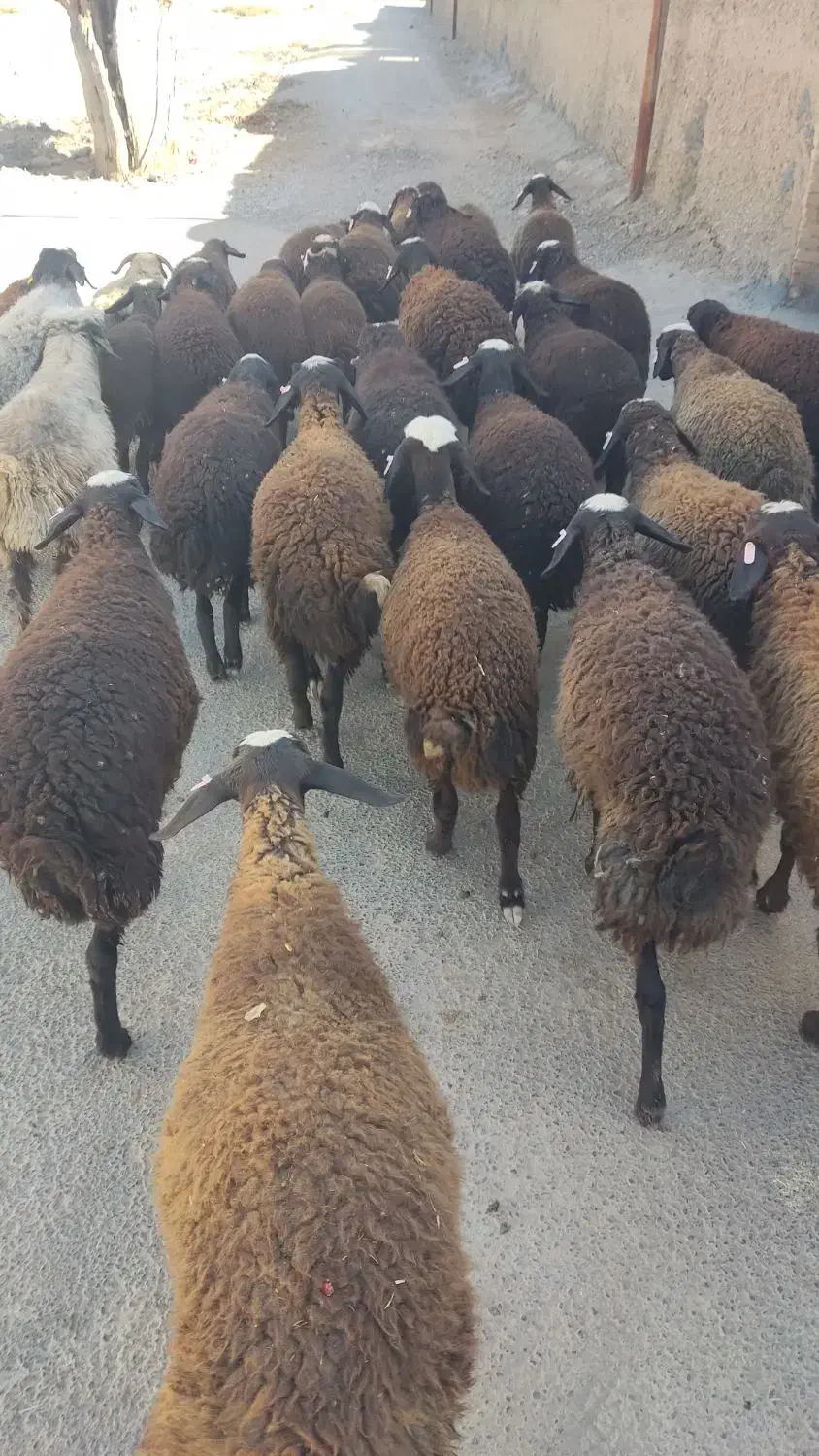 فروش بره ماده نژاد شال همگی دو قلو زا|حیوانات مزرعه|آباده, |دیوار