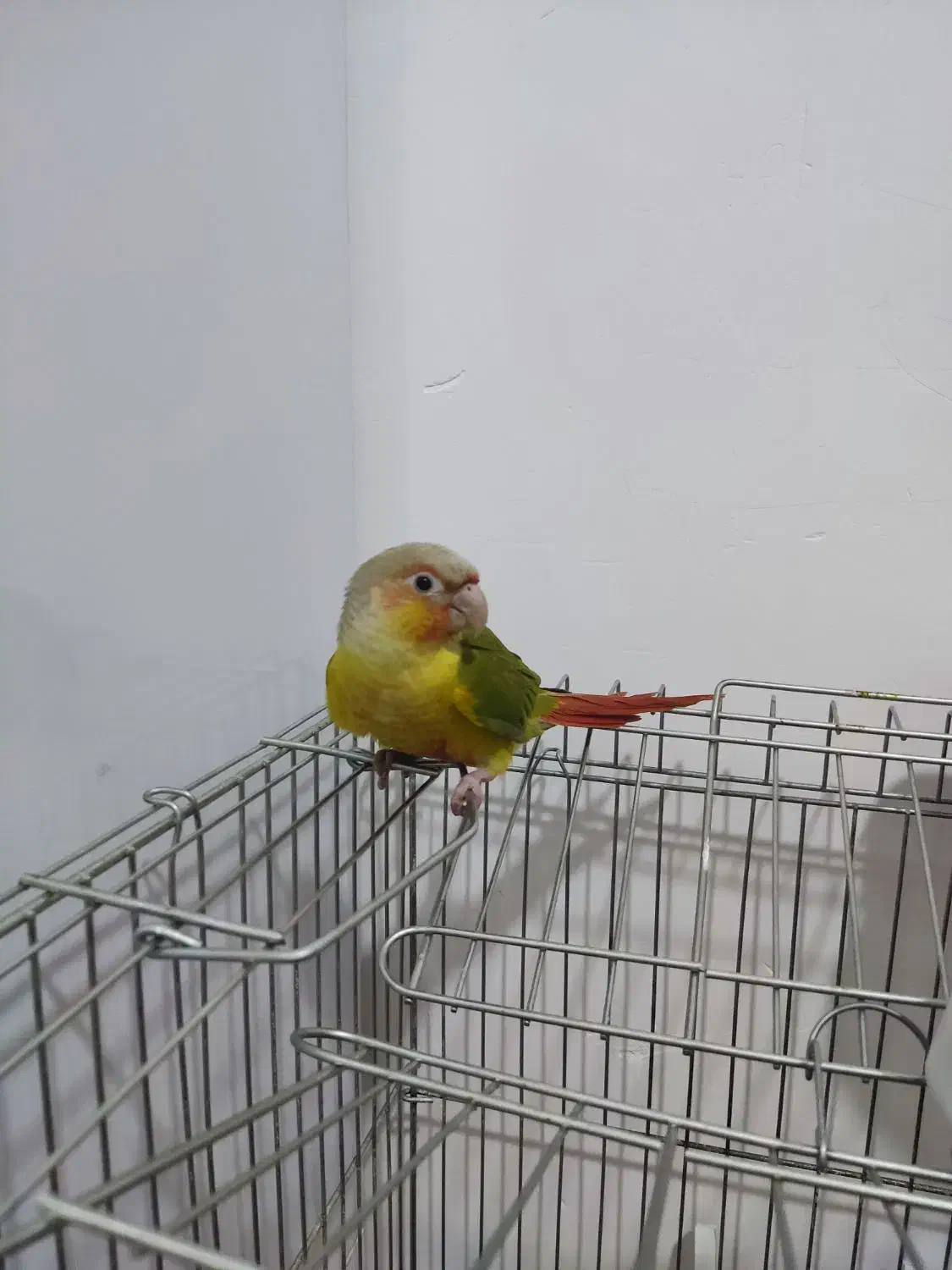 طوطی آناناسی|پرنده|قنوات, |دیوار