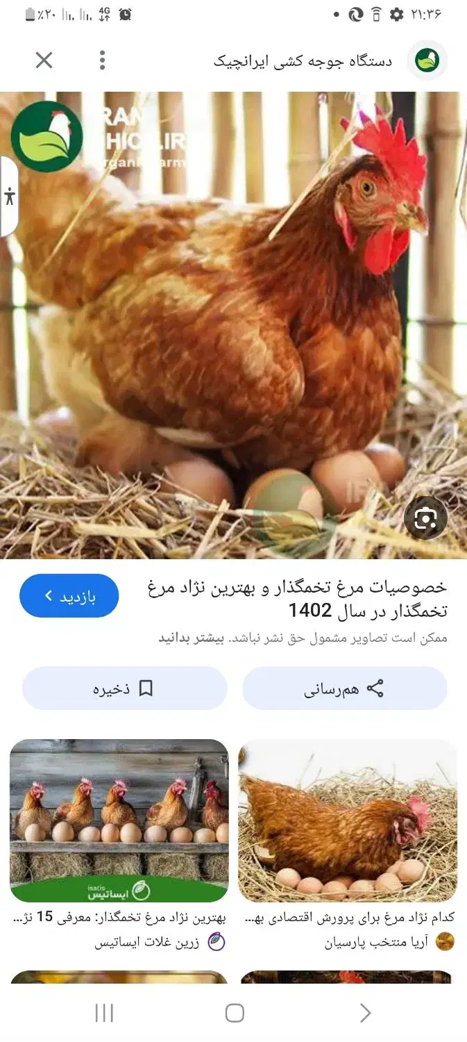 ۱۰عدد مرغ و۳ خروس بومی|حیوانات مزرعه|باغ بهادران, |دیوار