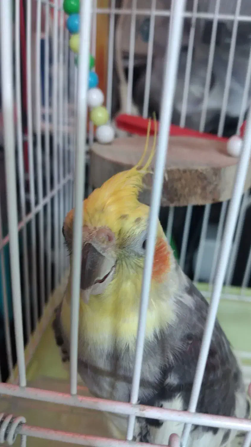 عروس هلندی نر|پرنده|چالوس, |دیوار