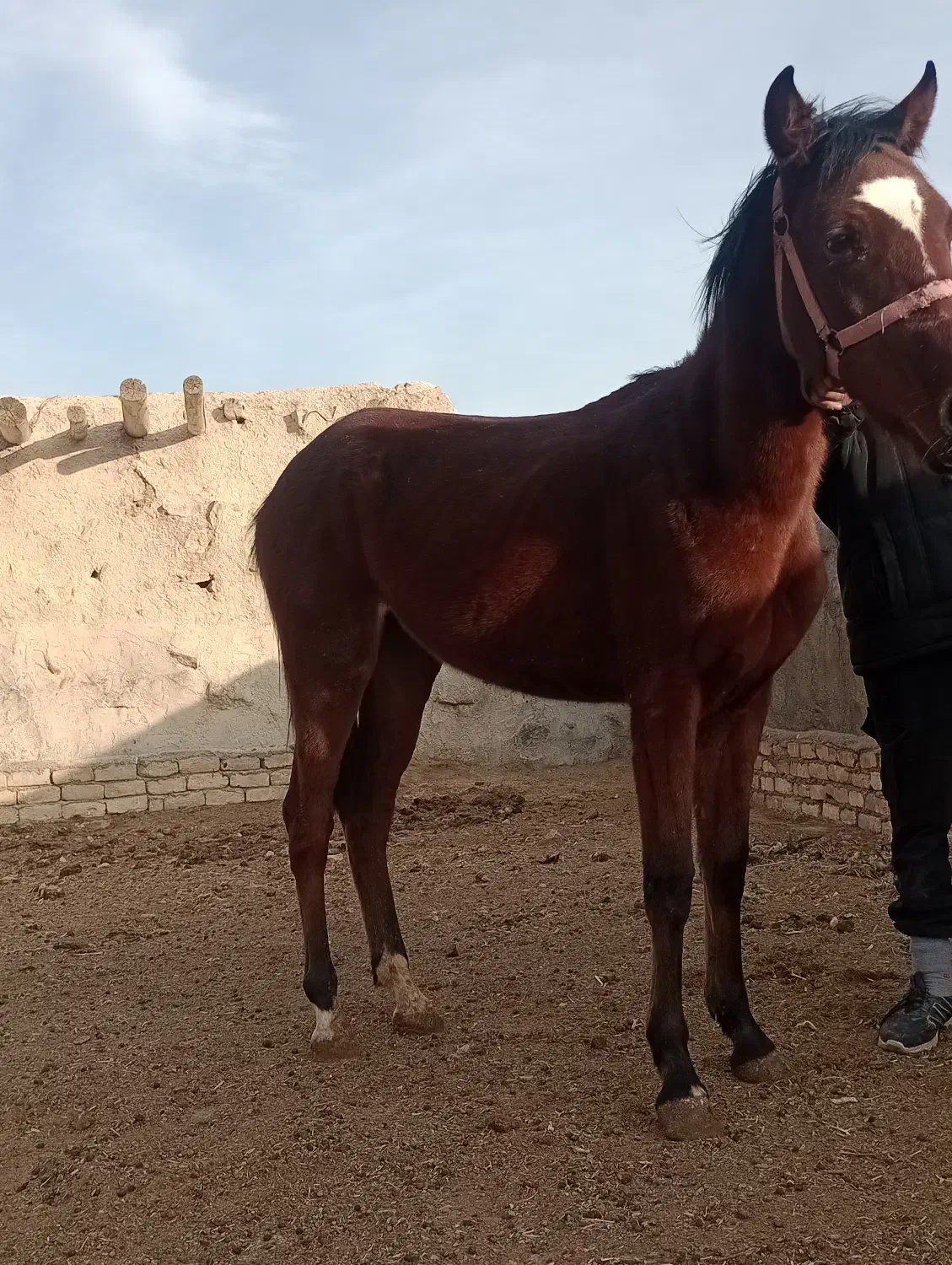 اسب|اسب و تجهیزات اسبسواری|معصومیه, |دیوار