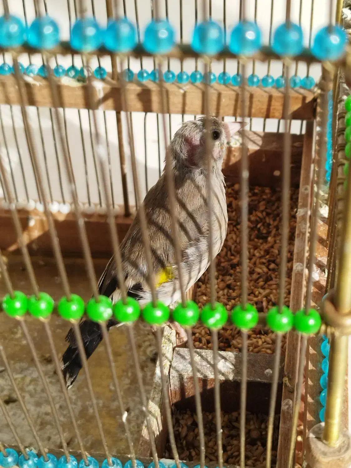 سهر جوجه|پرنده|قم, شهرک قدس|دیوار