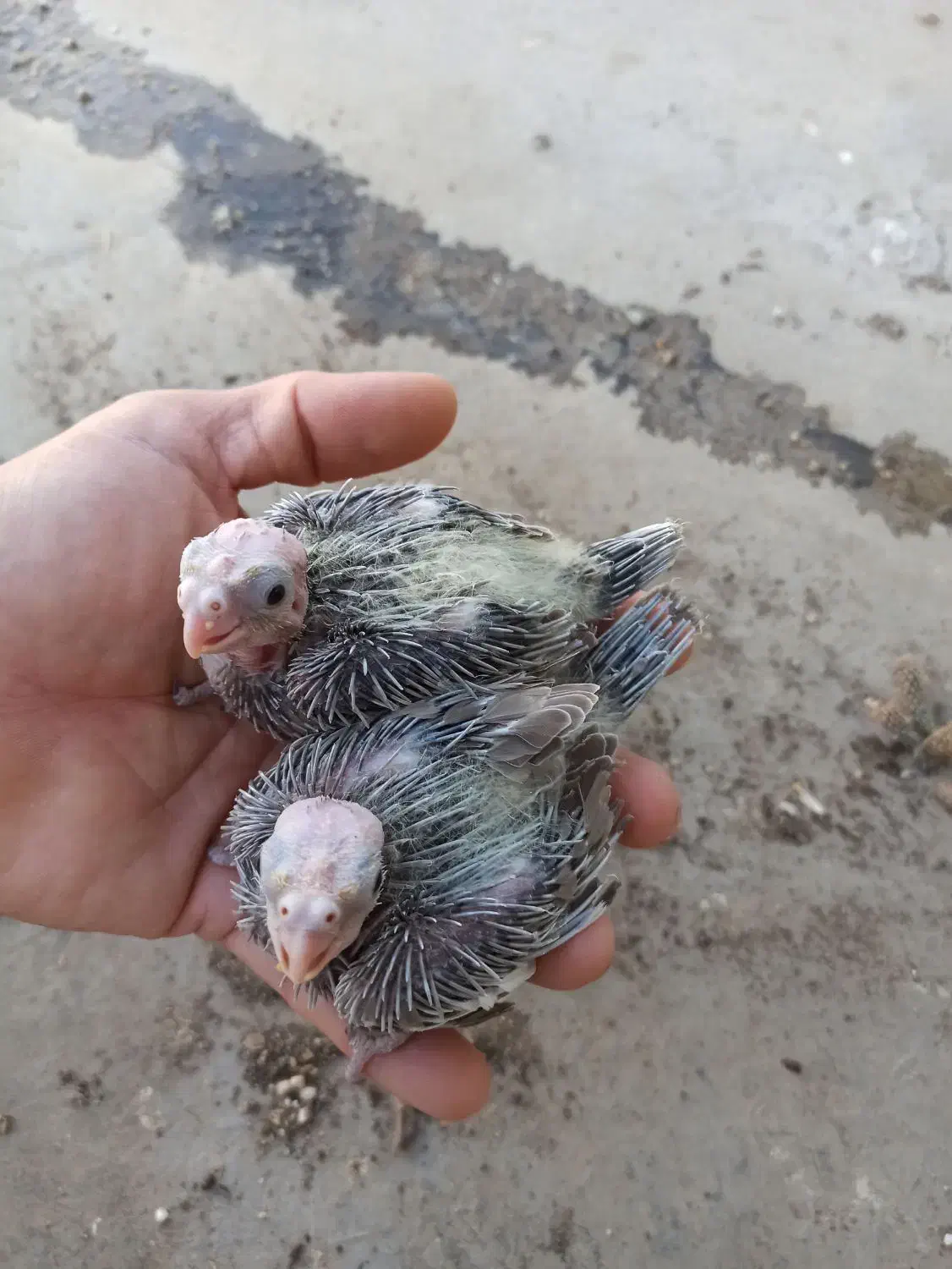 عروس هلندی|پرنده|بندرعباس, |دیوار