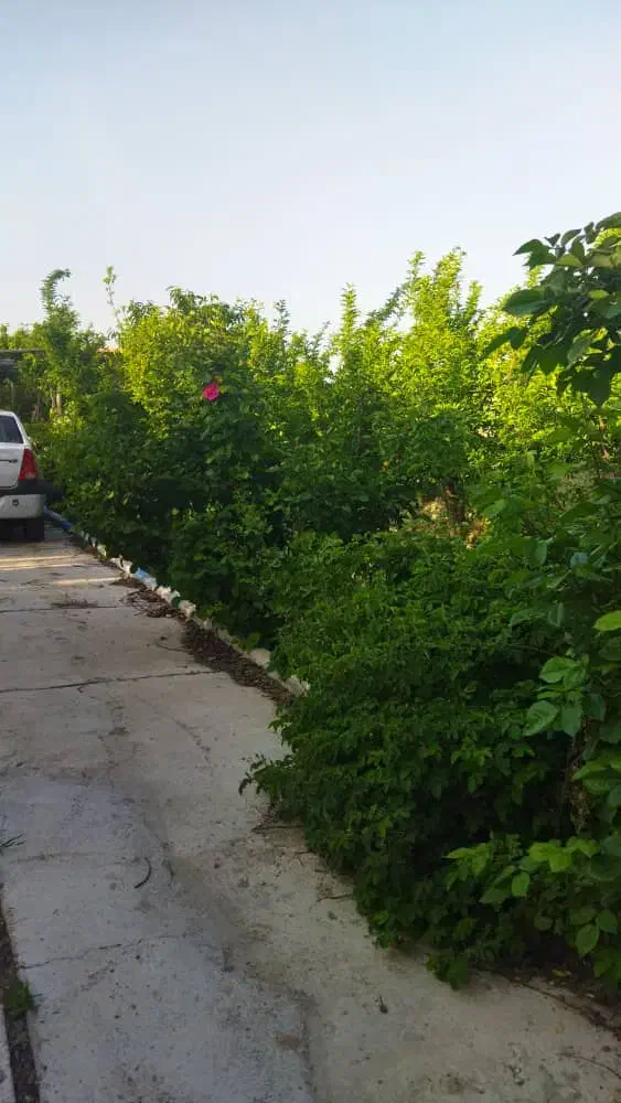 فروش باغ ویلا 1000 متری در تهراندشت|فروش خانه و ویلا|هشتگرد, تهران دشت|دیوار