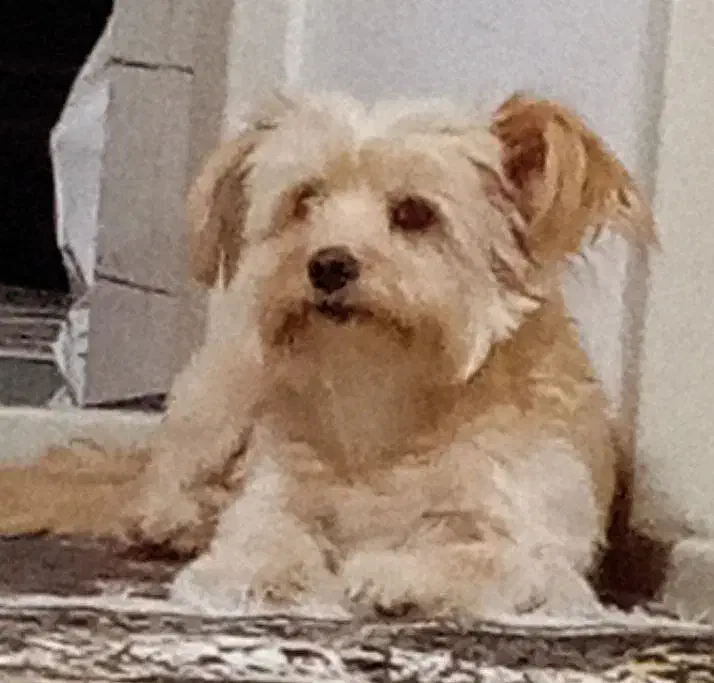 سگ ماده مهربون آپارتمانی|سگ|ورامین, ورامین|دیوار