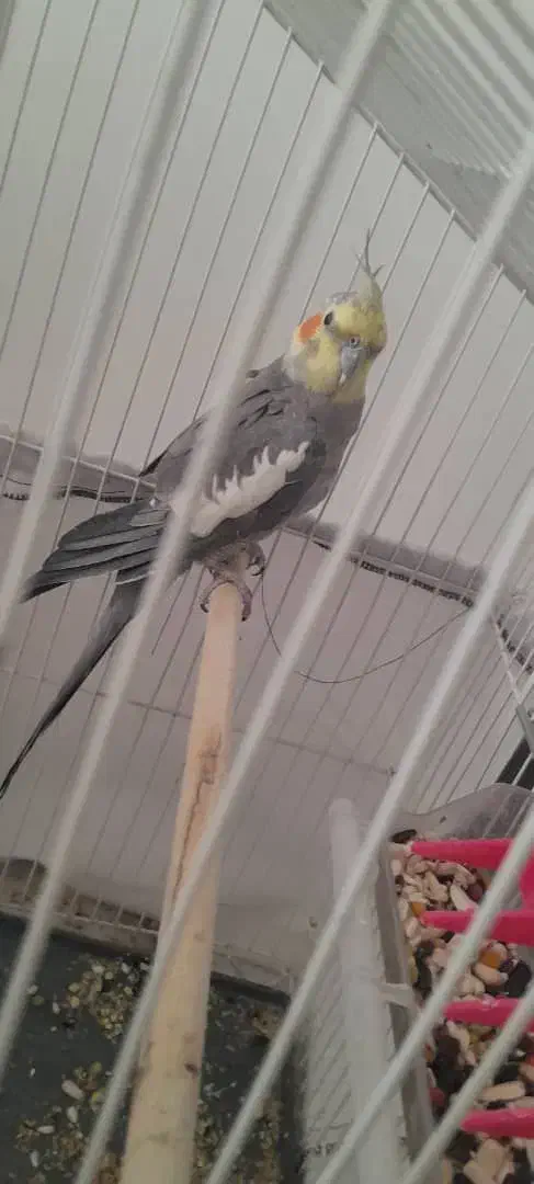 عروس هلندی|پرنده|سرپل ذهاب, |دیوار