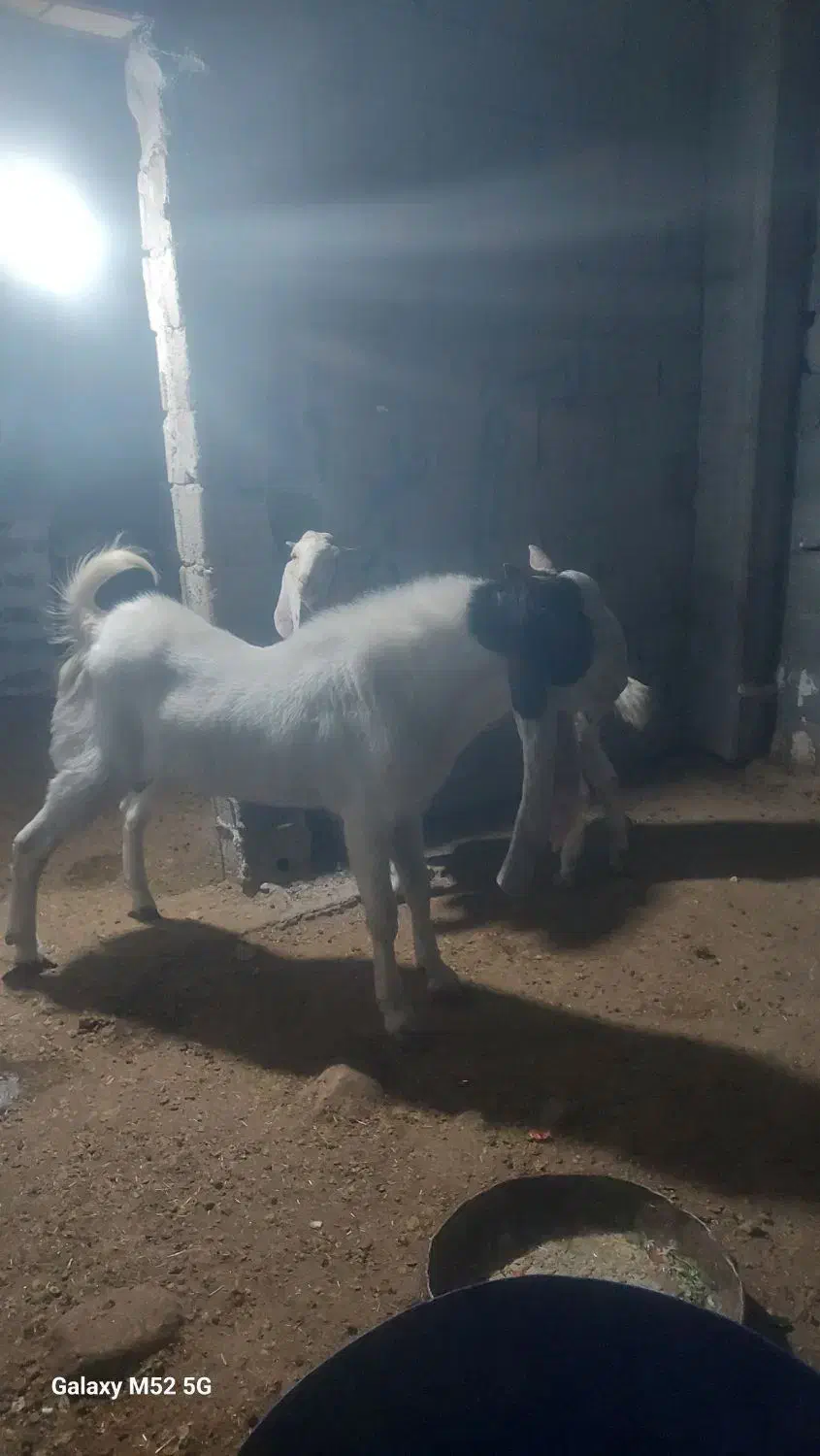 پازن|حیوانات مزرعه|بختگان, |دیوار