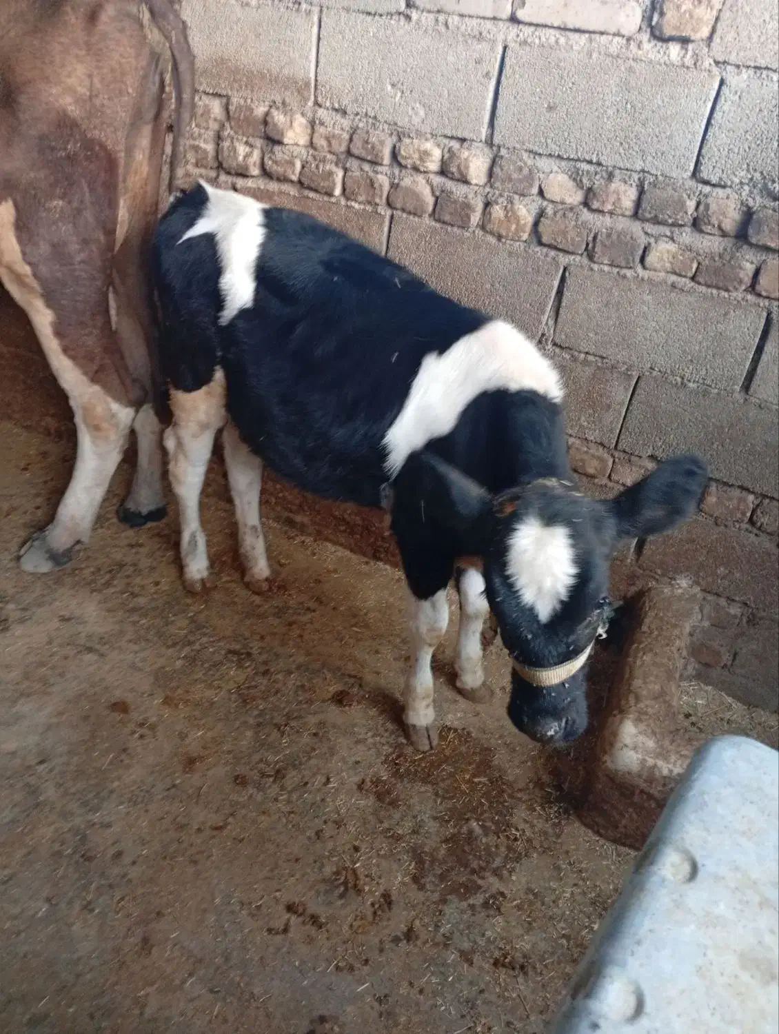 گاو وگوساله|حیوانات مزرعه|پلدختر, |دیوار