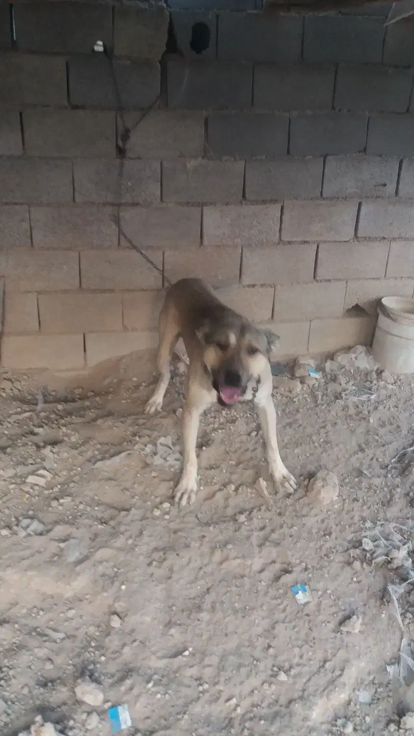 سگ نگهبان|سگ|اصفهان, ابر|دیوار