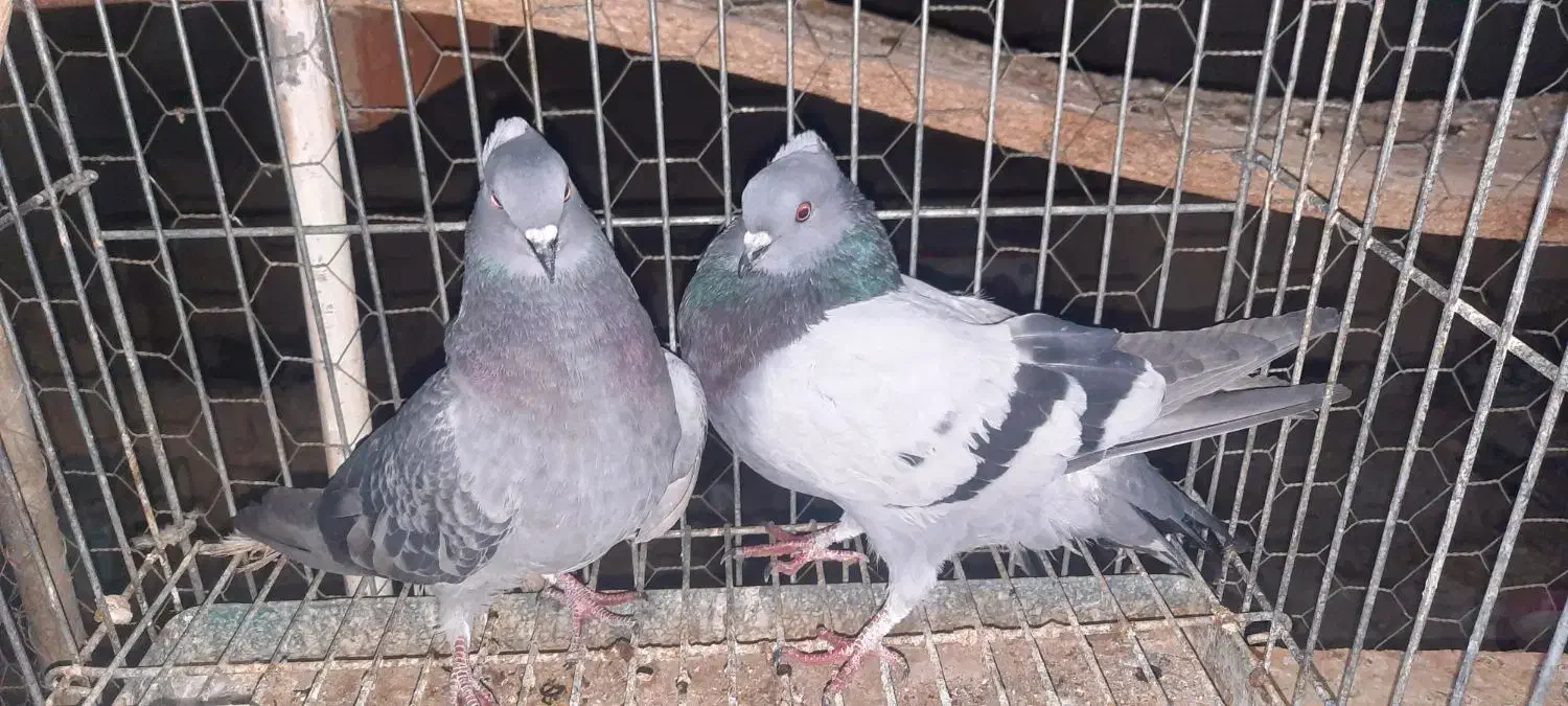 نروماده|پرنده|اردکان, |دیوار