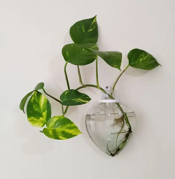 گلدان دیواری شیشهای|گل مصنوعی|لنگرود, |دیوار