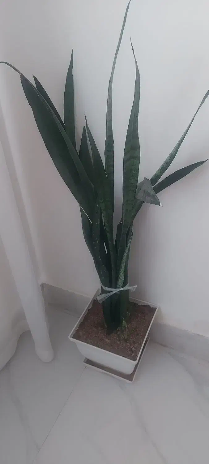 فروش گل طبیعی|گل و گیاه طبیعی|یاسوج, |دیوار