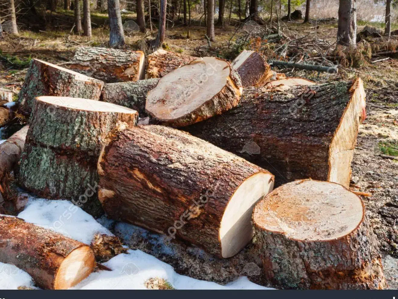 خرید چوب درمکان شماخرید و|خدمات باغبانی و درختکاری|ساوه, |دیوار