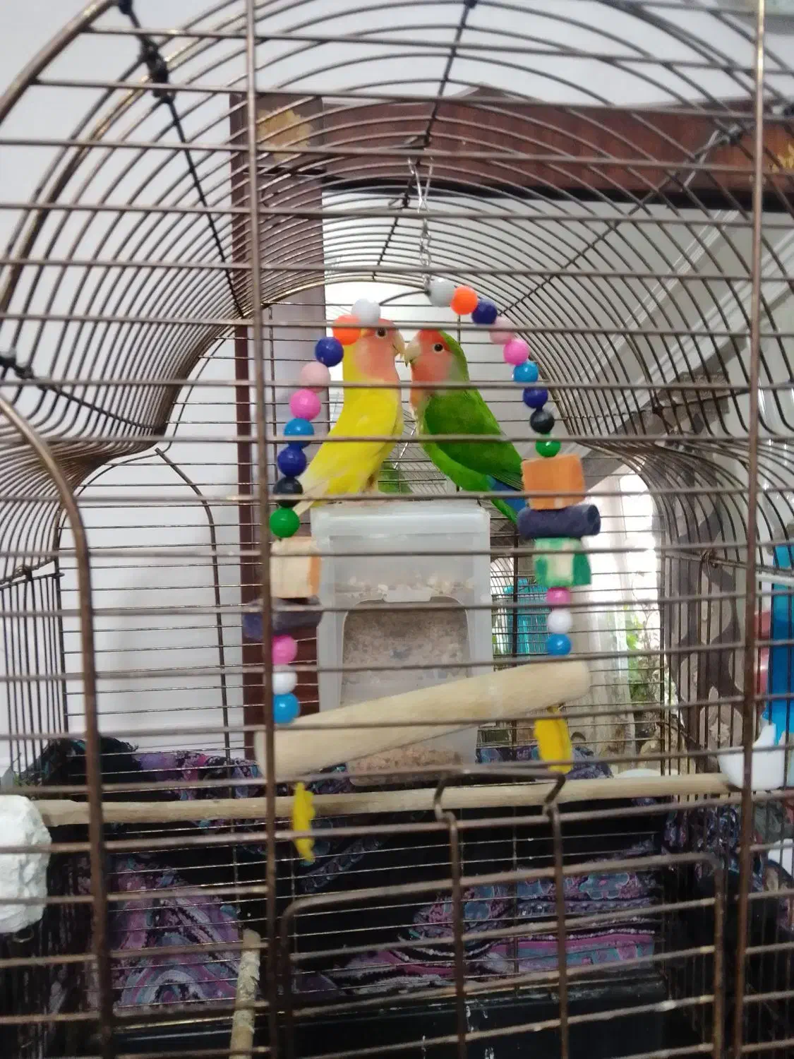 طوطی برزیلی|پرنده|اردبیل, |دیوار