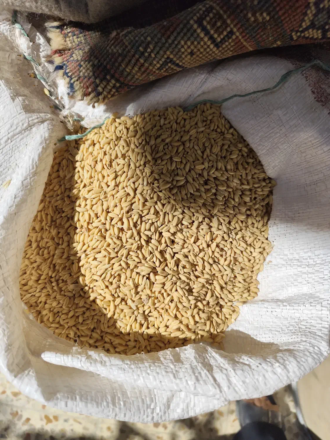 گندم دیمی اصلاح شده|خوردنی و آشامیدنی|بروجن, |دیوار