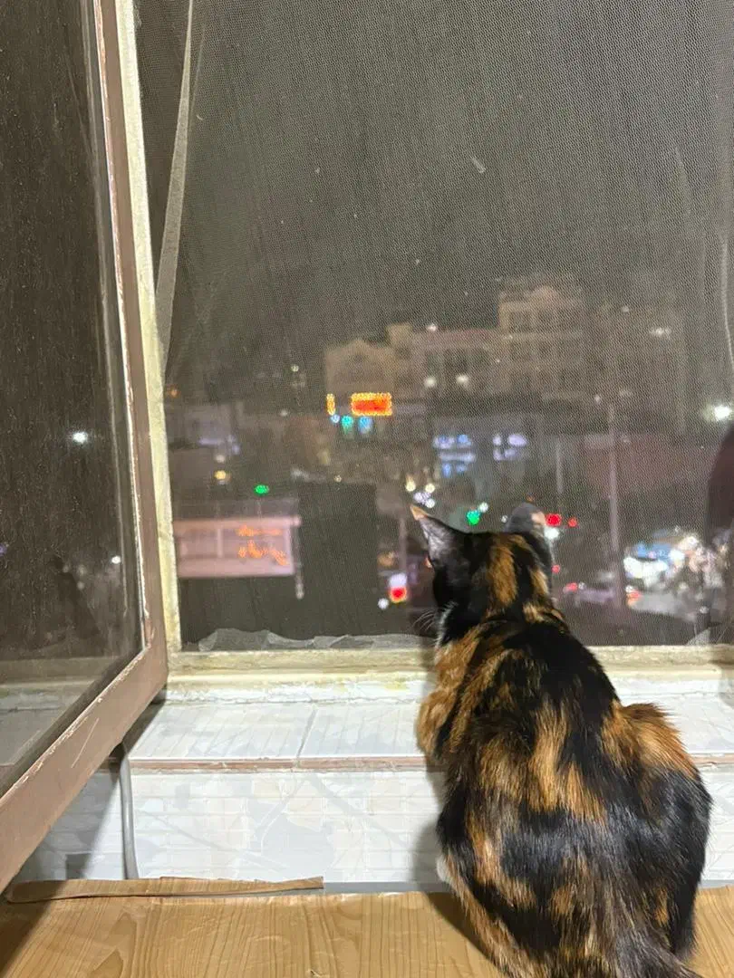 واگذاری گربه کالیکو ماده|گربه|تهران, افسریه شمالی|دیوار