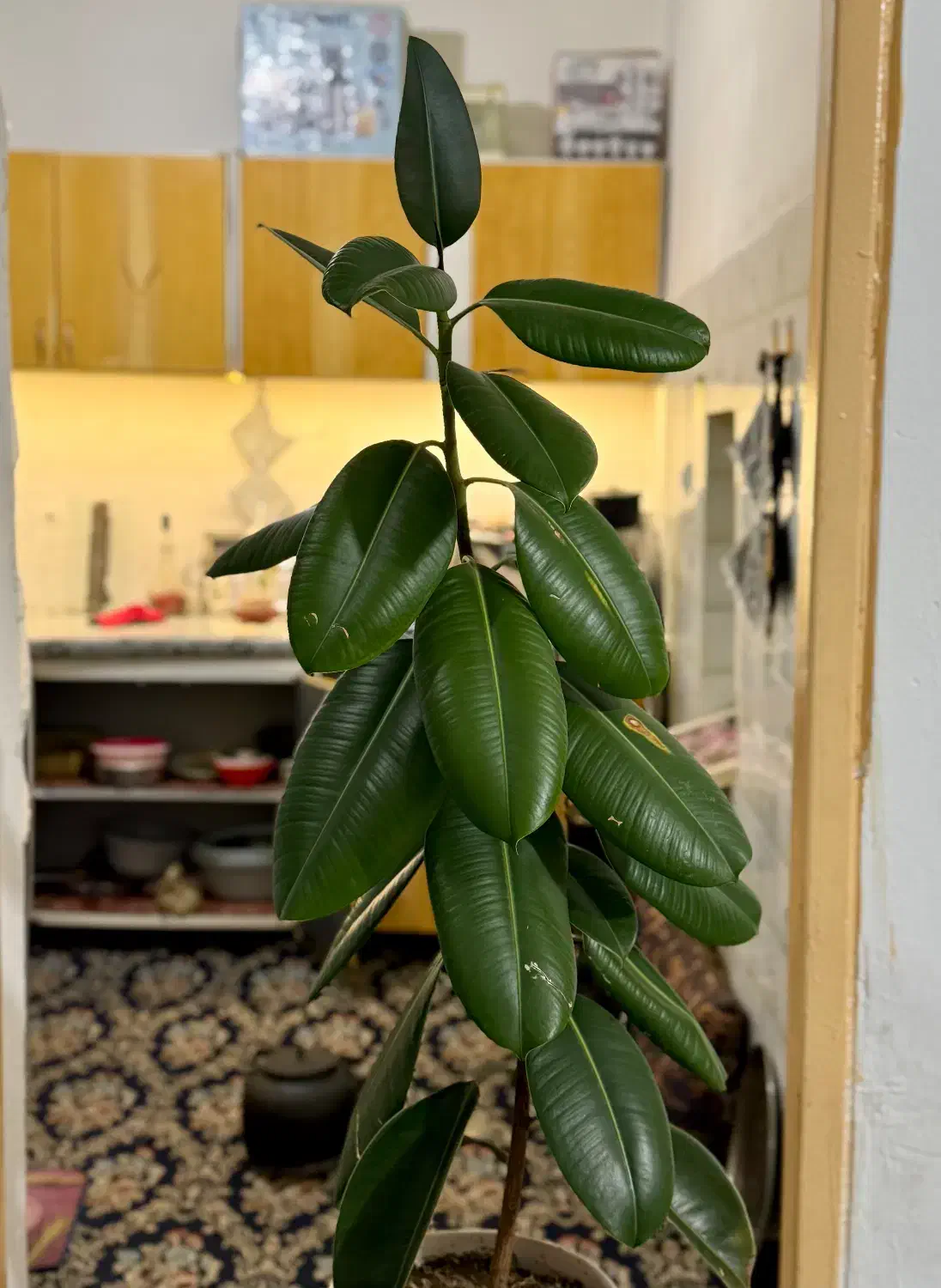 گل اپارتمانی|گل و گیاه طبیعی|شیراز, شیخ علی چوپان|دیوار