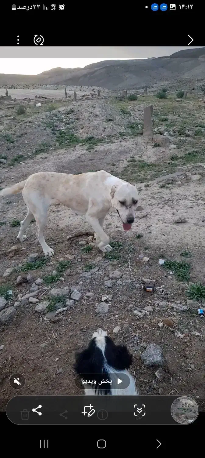 حیوان مزرعه|سگ|تربت جام, معدآباد|دیوار