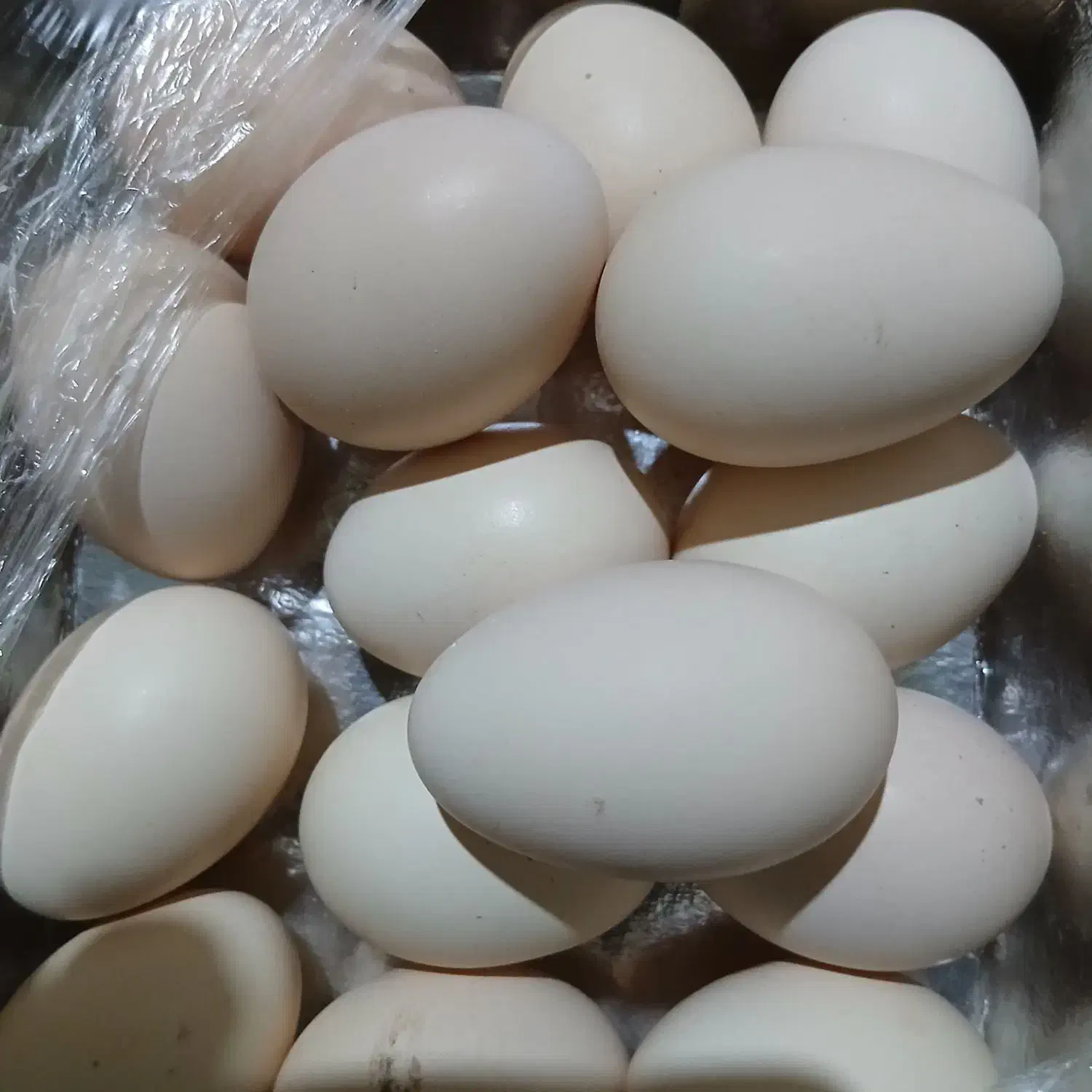 تخمه مرغ نطفه دار|حیوانات مزرعه|رفسنجان, |دیوار