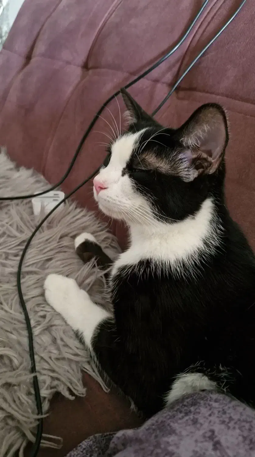 واگذاری|گربه|کرج, گوهردشت|دیوار