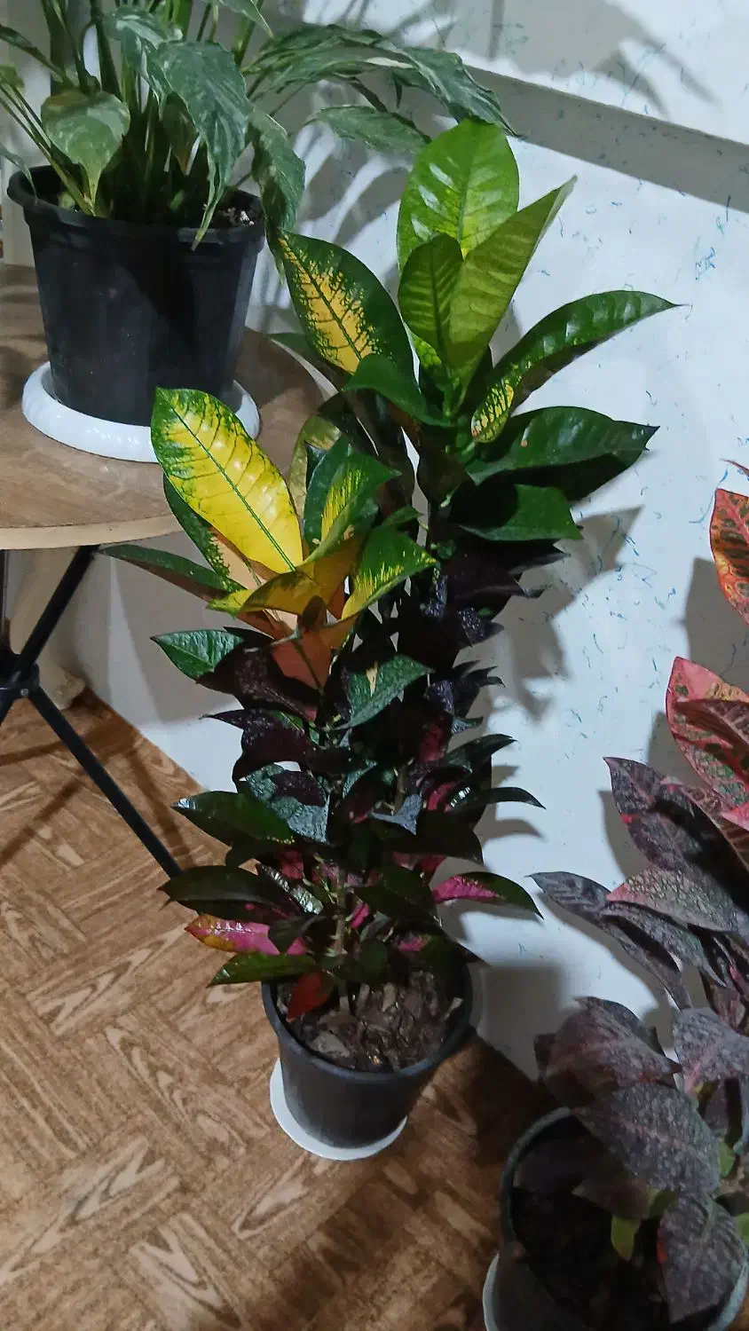 گل کروتون|گل و گیاه طبیعی|چوبر, |دیوار