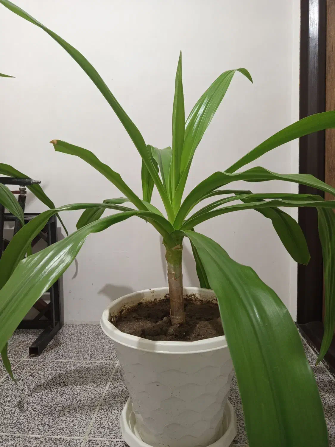 گیاه سوسن عنکبوتی|گل و گیاه طبیعی|پیرانشهر, |دیوار