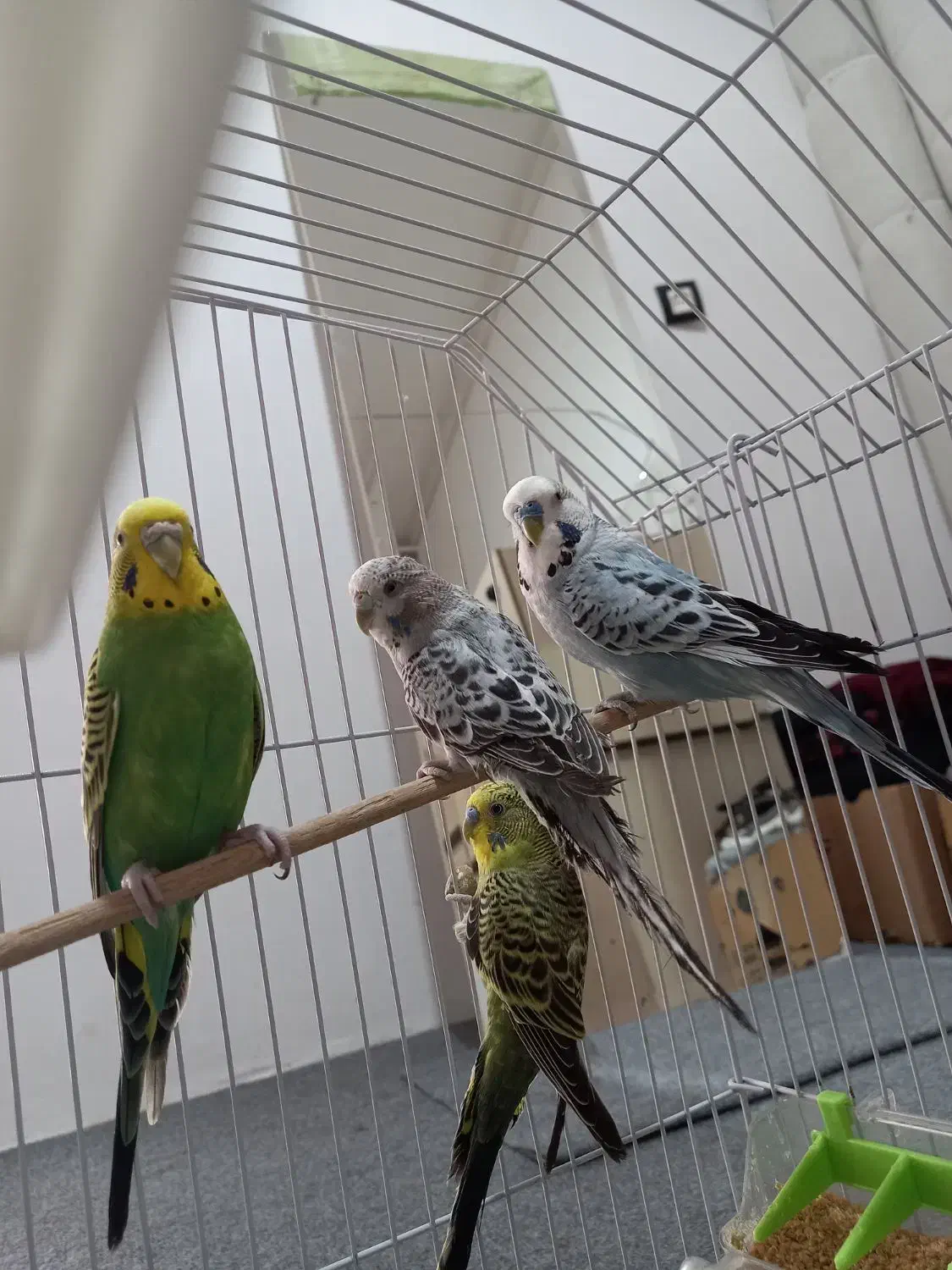 مرغ عشق انگلیسی|پرنده|پاوه, |دیوار