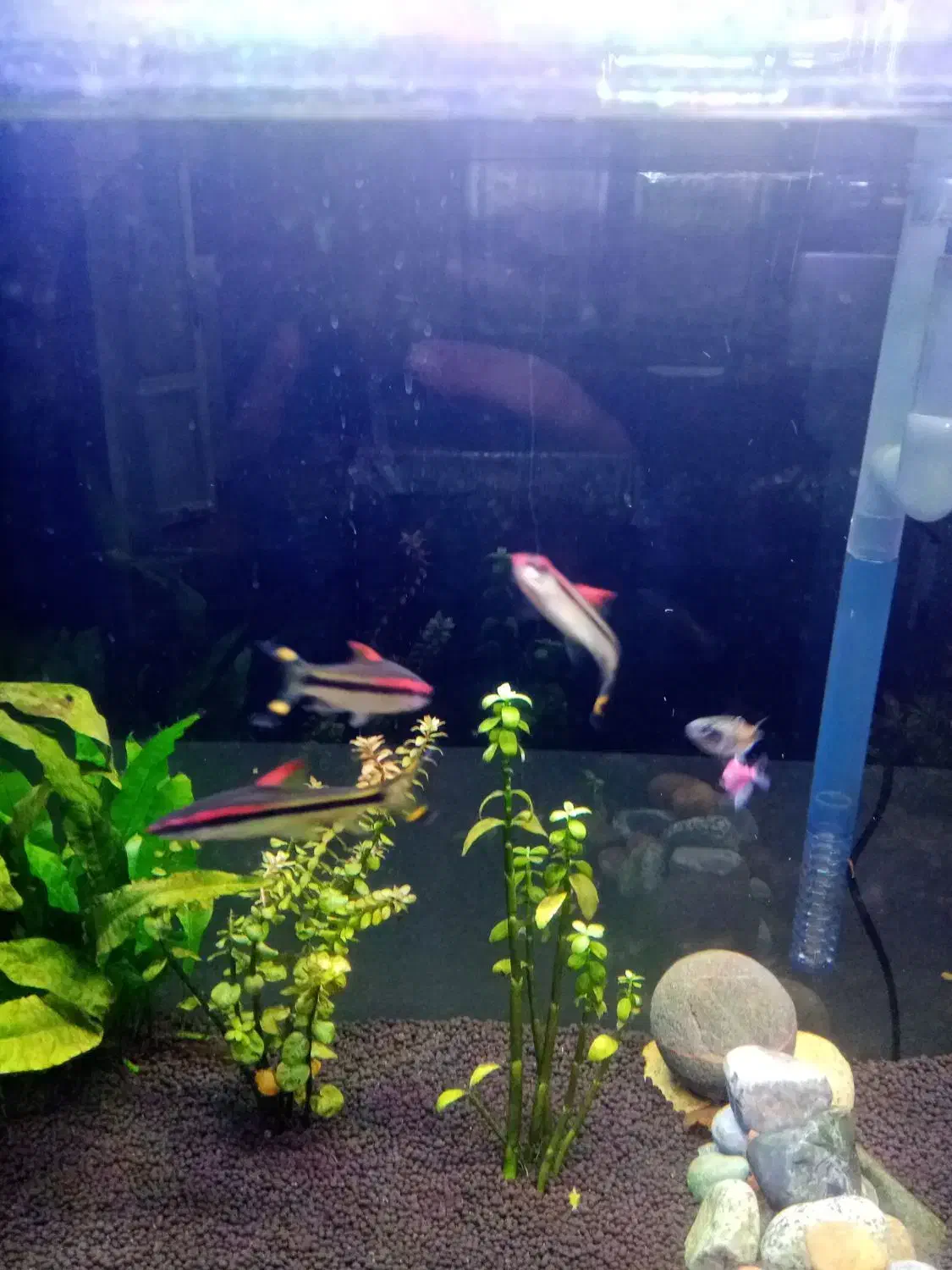 آکواریوم|ماهی|قم, کلهری|دیوار