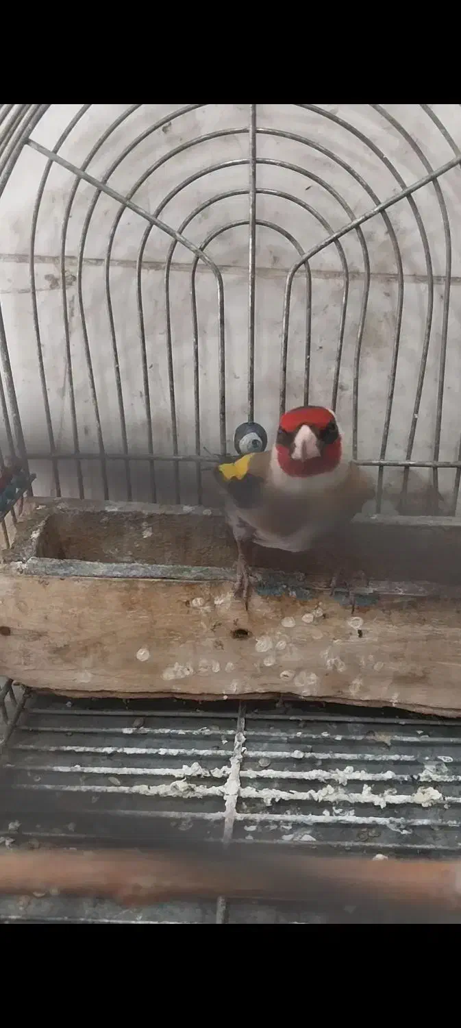 سهره سرسیاه|پرنده|شیراز, کوشک میدان|دیوار