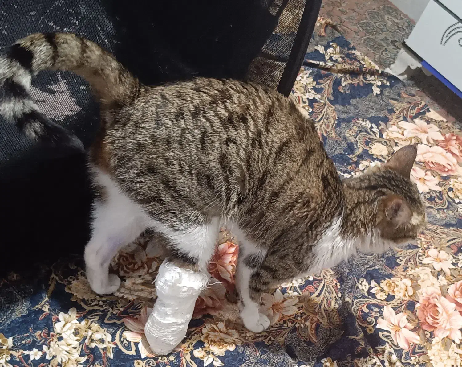 گربه خانگی|گربه|ارومیه, |دیوار