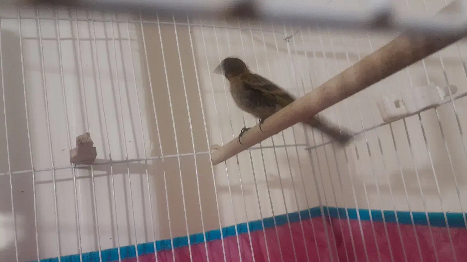 گلبسر|پرنده|بافت, |دیوار