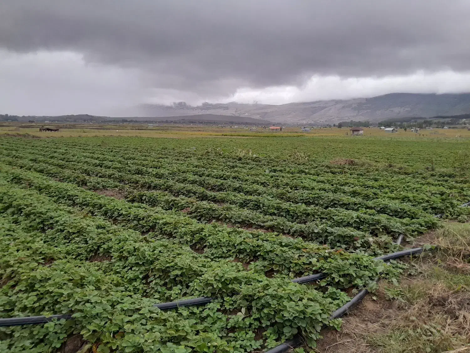 فروش بوته توت فرنگی ریشه لخت|گل و گیاه طبیعی|فریم, |دیوار