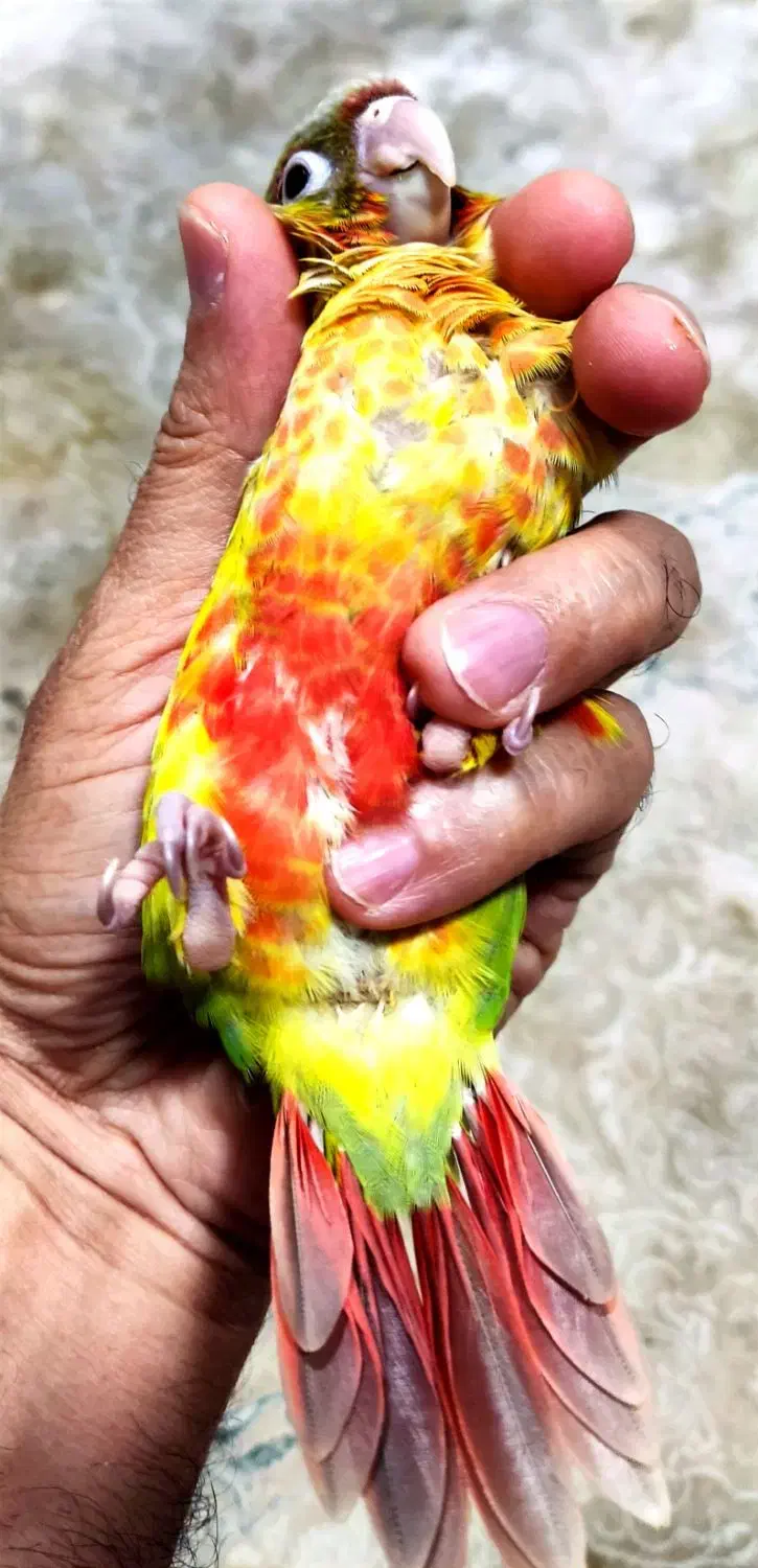 جوجه گرینچیک آناناسی سرلاکی دبل رد|پرنده|بندرعباس, |دیوار