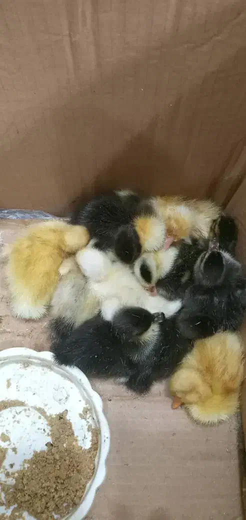 جوجه اردک محلی وپکنی|حیوانات مزرعه|رشت, ترمینال|دیوار