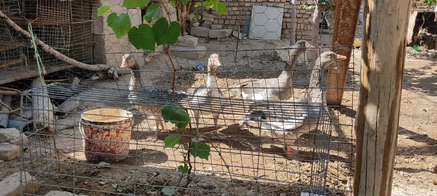 غاز|حیوانات مزرعه|خرمدشت, |دیوار