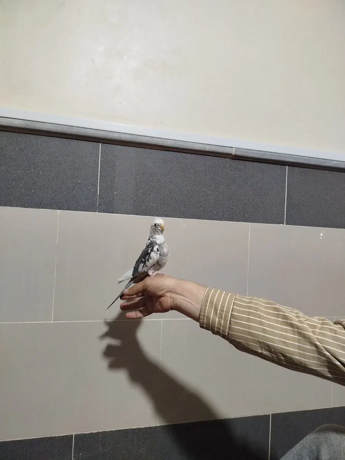 عروس هلندی البینو دوکت|پرنده|جوین, |دیوار