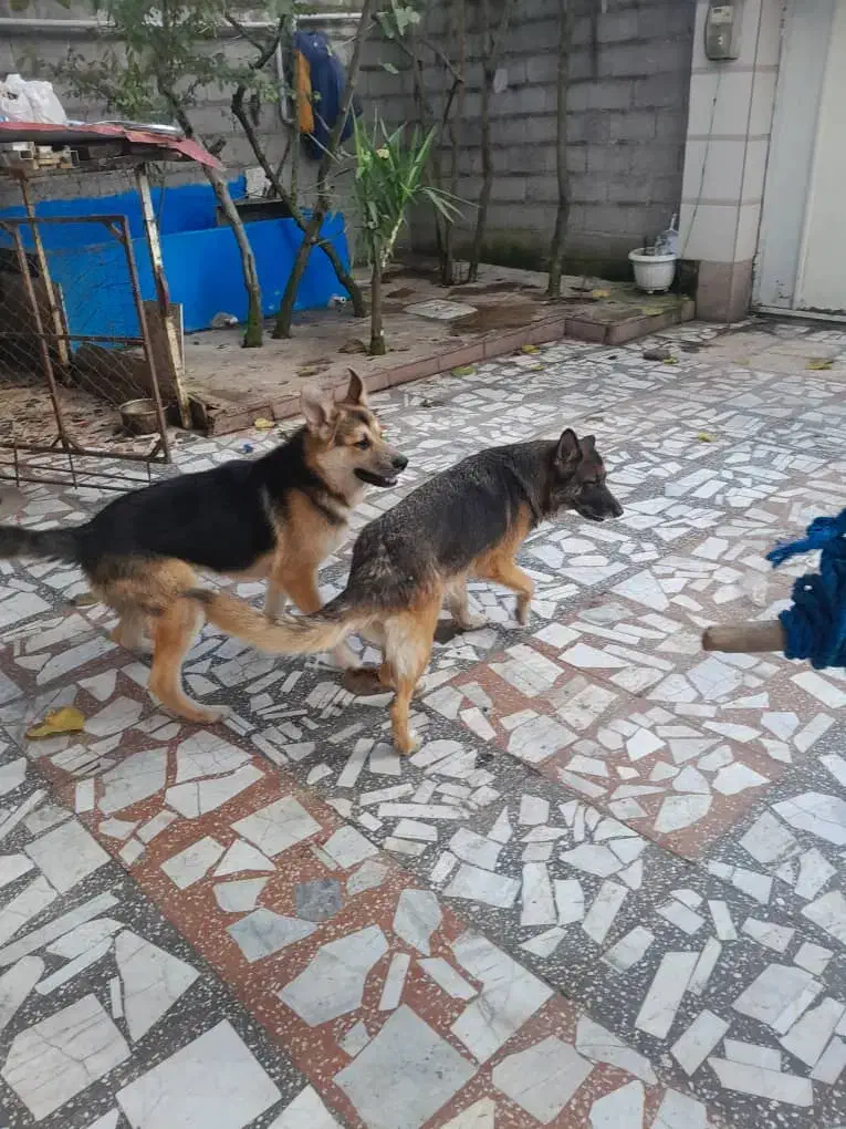 دوعدد سگ پلیس نر وماده|سگ|رشت, حومه رشت|دیوار