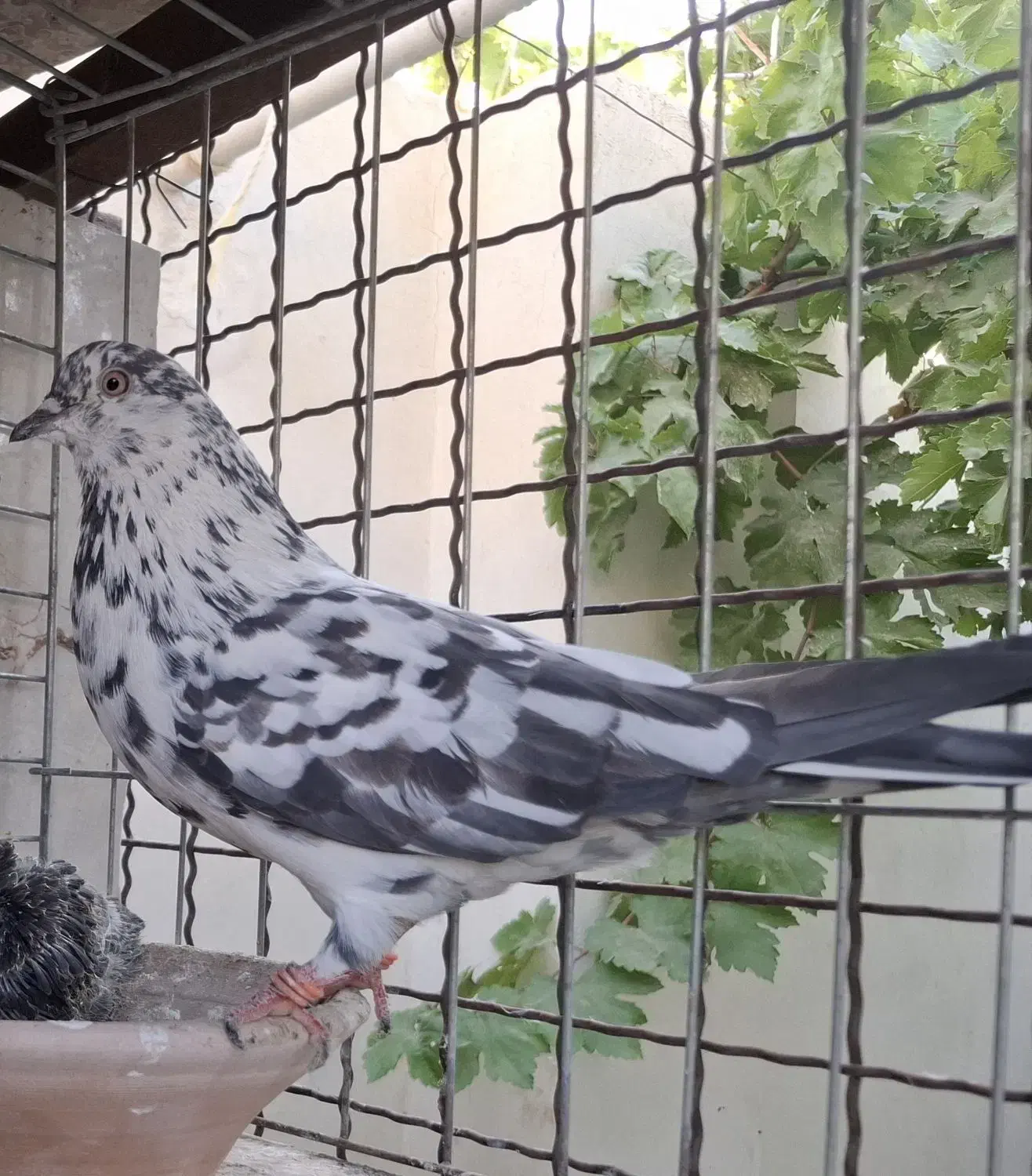 کفتر گم شده|حیوانات|ابریشم, |دیوار