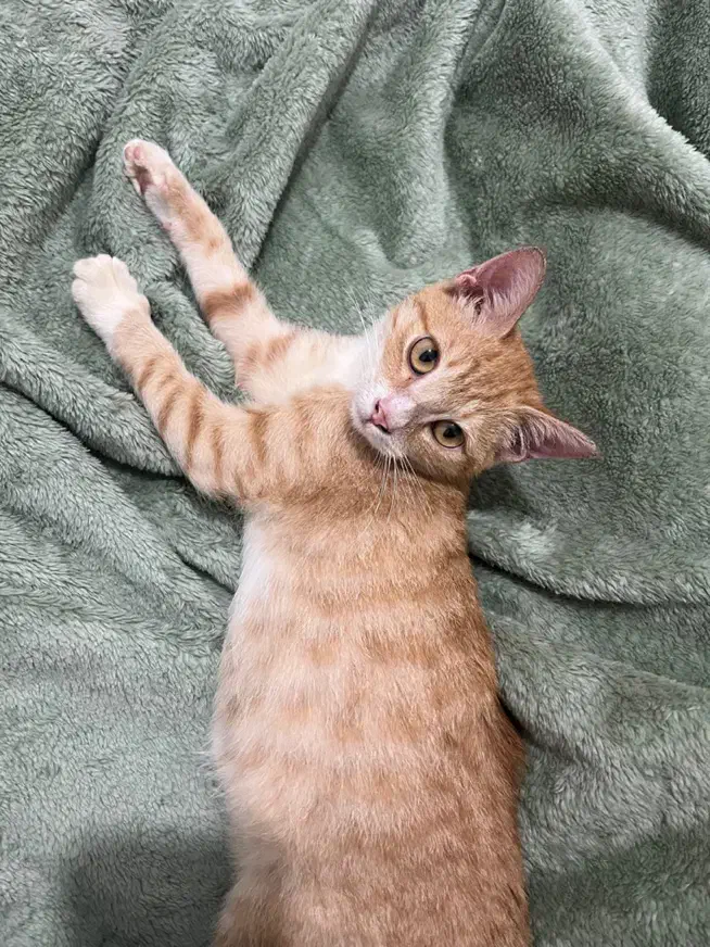 واگذاری|گربه|رشت, گلسار|دیوار