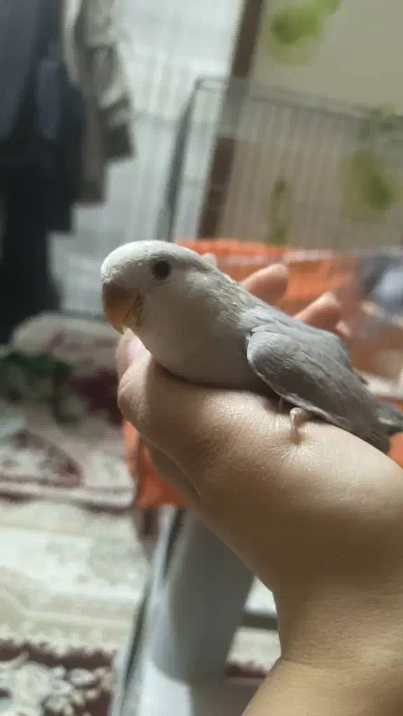 جوجه کوتوله برزیلی|پرنده|خمینی‌شهر, |دیوار