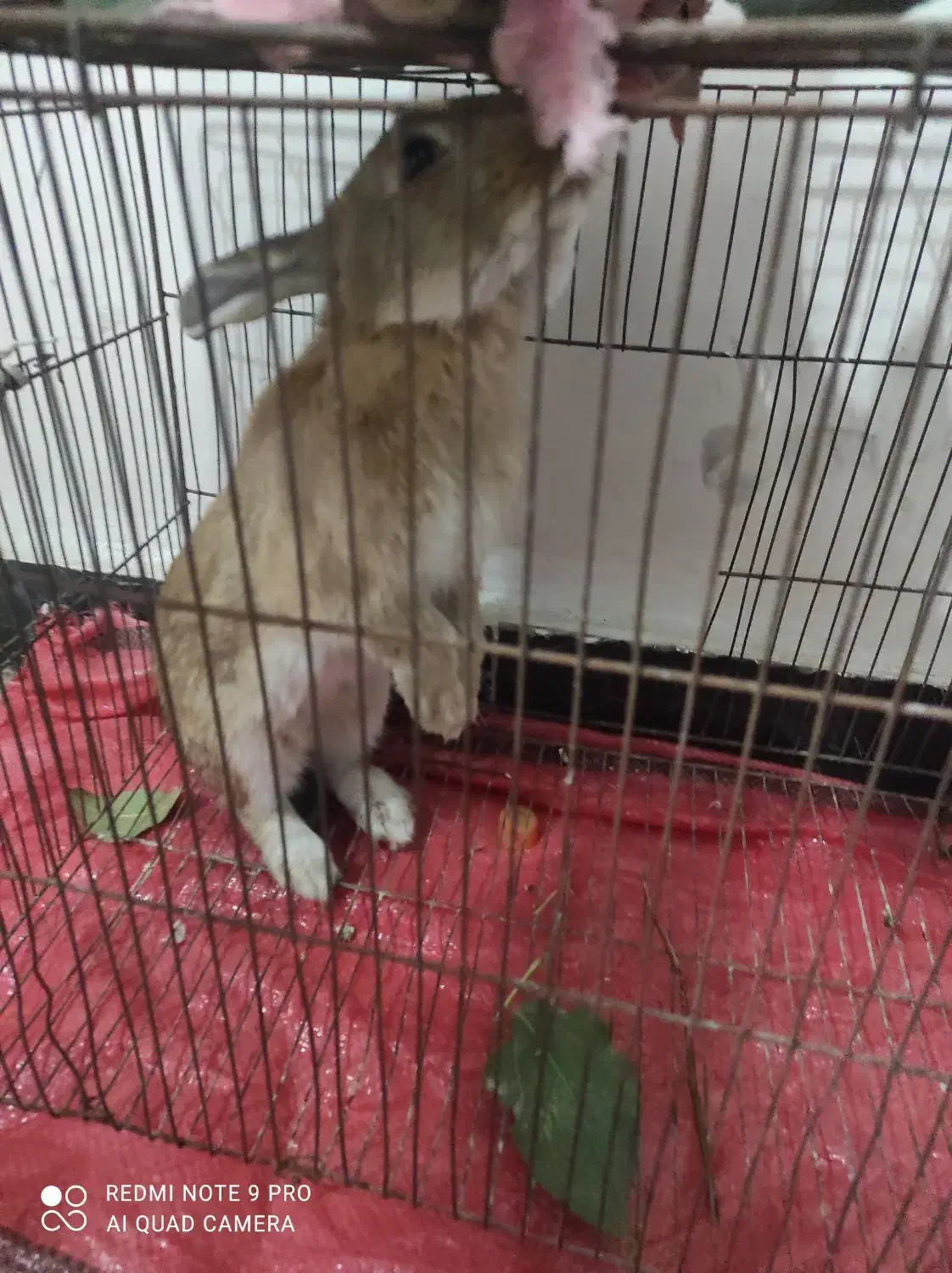 خرگوش|موش و خرگوش|ایلام, |دیوار