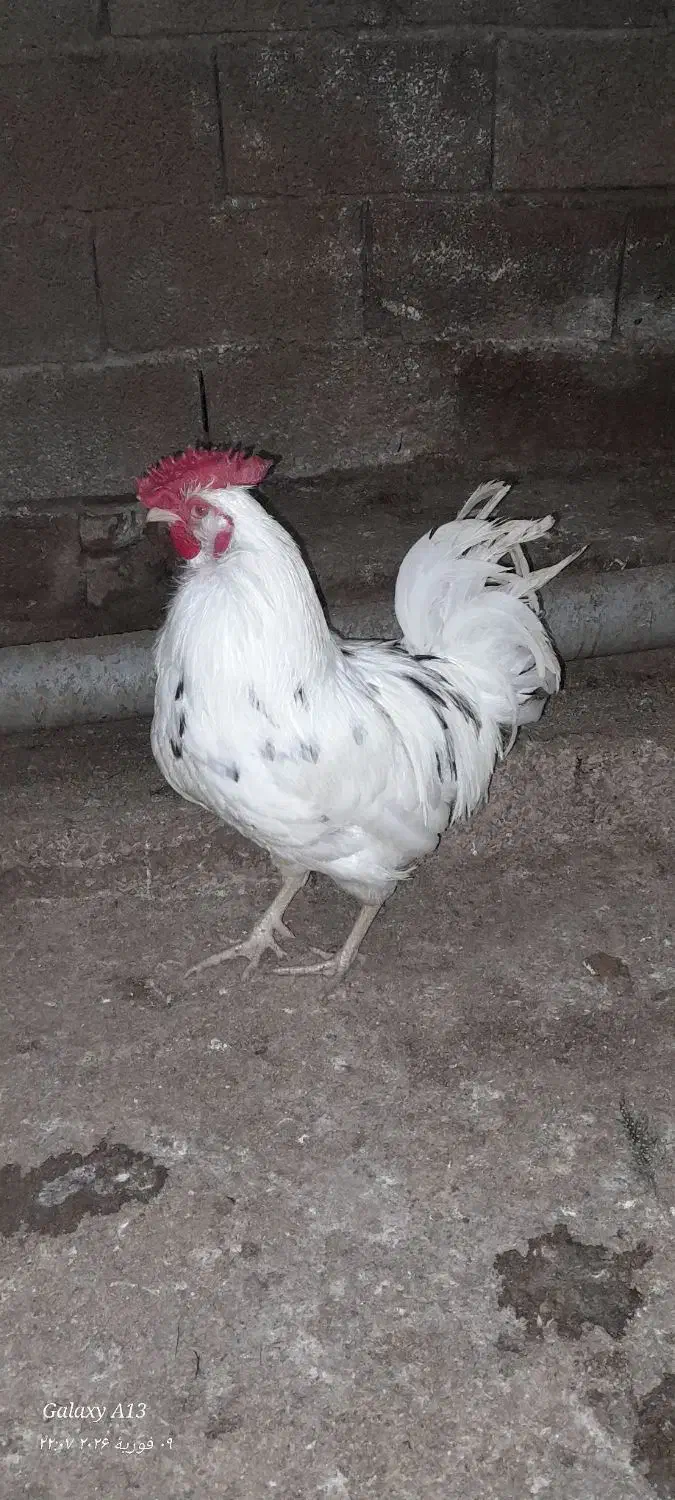 خروس و مرغ و گلین|حیوانات مزرعه|ساری, |دیوار